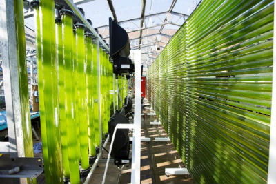 Algal Cultivation facility at Swansea University. 